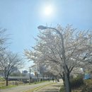 산책 | 평택 통북천 산책 후기 | 연두랑 산책 도전했다가 실패ㅋㅋ 혼자 더 힐링된 벚꽃 코스