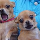 알콩달콩 이미지