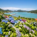 쑥섬 수국길 전남 고흥 여행 이미지