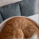 소쿠리 이미지