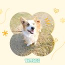 헬로펫 효자점 이미지