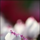 샤론의꽃 이미지