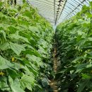 오송농장 이미지