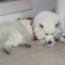 아로하 반려동물 케어 센터 | 김해 동상동 반려견위탁목욕 아로하반려동물케어센터