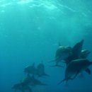 그랑블루 이미지