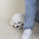 이뮤노팜 이미지