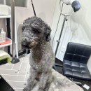 도담도담펫살롱 이미지