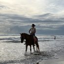 서퍼 호스텔 | 🇮🇩 여자 혼자 발리 여행 2일차 - 🏄서핑/업체추천/🌊포테이토 헤드 비치 클럽/비치 선셋 승마 가격/흥정...