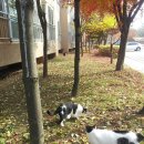 고양이정원 이미지