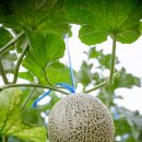 황매콩마실 이미지