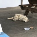 GS25서평택IC점 이미지