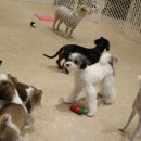 하울팟 부산케어센터 이미지