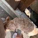 월정씨하루 | [제주여행] 1일차/구좌읍 카페 추천/월정 조용한/구좌읍 맛집 추천/유메이우동/소낭게스트하우스/제주...