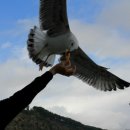 루미로사 이미지