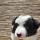 펫스티발 이미지