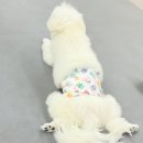 비슬로481길 | 대구실내애견카페 추천,대구 달성 화원읍 애견카페 온니담 다녀온 후기