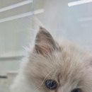 창원고양이분양 퍼스트캣 창원점 이미지