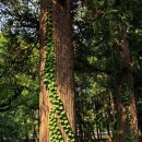 선운사꽃무릇 이미지