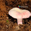 수원-1872 이미지