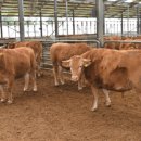 우들농장 이미지