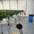 배치농장 | 화성 딸기농장 아이들과 다녀온 후기