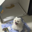 로또김밥 이미지