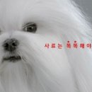 동네방네광고 헤럴드경제
