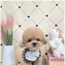 우리애견 이미지