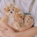 댕스마일 네이버블로그