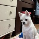 펫밀리샵 이미지