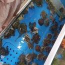 군산세꼬시 이미지