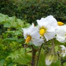 둥근가시가지 [Solanum sisymbriifolium] 이미지