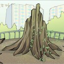 수원 영통의 부러진 느티나무 이야기 이미지