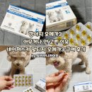 네이쳐스키 | 강아지 오메가3 아무거나 안 고른 이유｜네이쳐스키 알티지 오메가3 급여 후기