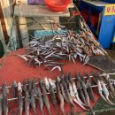 닷블레스유 | 속초 양미리축제 ._. 별주부네물곰탕 , 바다정원 , 만석닭강정