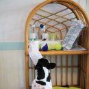 개인생활펫 이미지