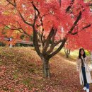 용인 단풍명소 호암미술관 가을 나들이 추천 및 야외 정원 희원 예약 방법 및 후기