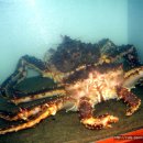 울진대게 이미지