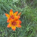 Lilium bulbiferum var. bulbiferum 이미지