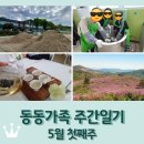 사천시어린이도서관 | 동동가족 주간일기 5월 첫째주 / 보성 초암산 철쭉 / 보성다향대축제 녹차만들기 오후의차밭 / 모담도서관