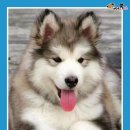 털찐강아지 이미지