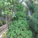 상록수(Evergreen) 이미지