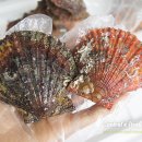 더가리비 이미지