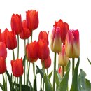 튤립 이미지