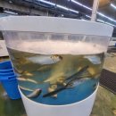 르노삼성자동차서비스코너 매천점 | 대구 매천 수산시장 실화? 신선도·가격·규모 모두 ‘레전드’였다!