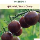 블랙체리