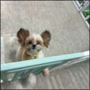 강아지 호텔 | 반려견 표정부터 달라지는 양주강아지호텔 맡긴 후기