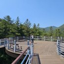 도깨비전시관 | 보령 아이와 가볼만한 곳 보령 무궁화수목원 무궁화전시관 관람