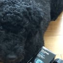 맑음펫 | 강아지 눈물자국 관리, 수의사 개발 눈 영양제 ‘포펙트 오래곁애(시야애 맑음)’ 리얼 후기