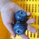 장수청과 이미지